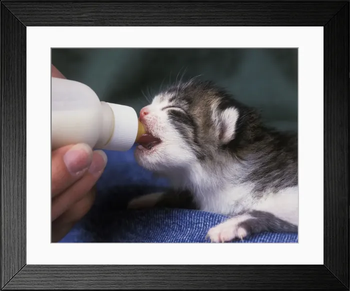 Framed Print : Picture No. 10770942 Framed Print : Picture No. 10770942