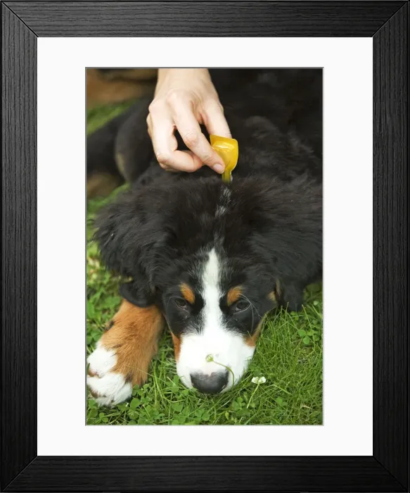 Framed Print : Picture No. 10771052