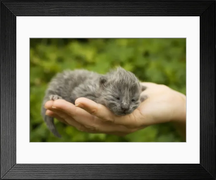 Framed Print : Picture No. 10771055 Framed Print : Picture No. 10771055
