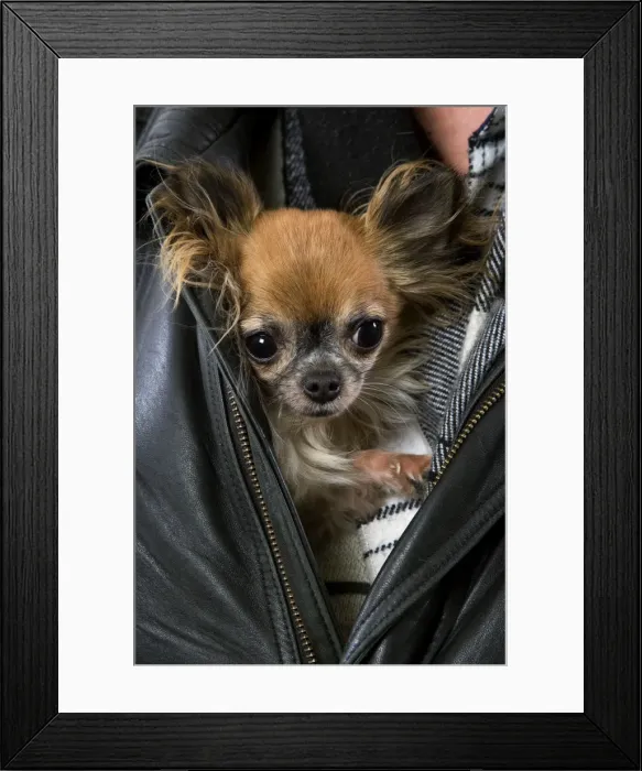 Framed Print : Picture No. 10770992 Framed Print : Picture No. 10770992