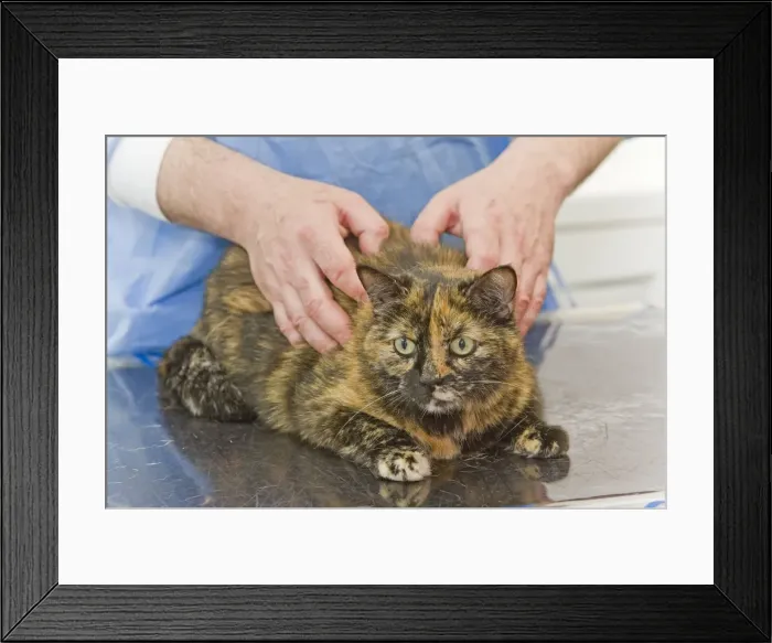 Framed Print : Picture No. 10771379 Framed Print : Picture No. 10771379