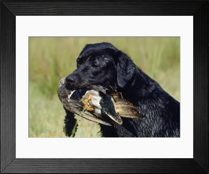 Framed Print : Picture No. 10771414 Framed Print : Picture No. 10771414