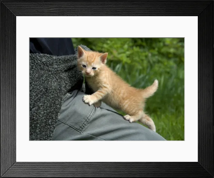 Framed Print : Picture No. 10771409 Framed Print : Picture No. 10771409