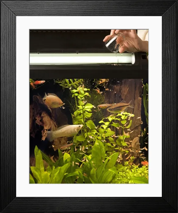 Framed Print : Picture No. 10771549 Framed Print : Picture No. 10771549