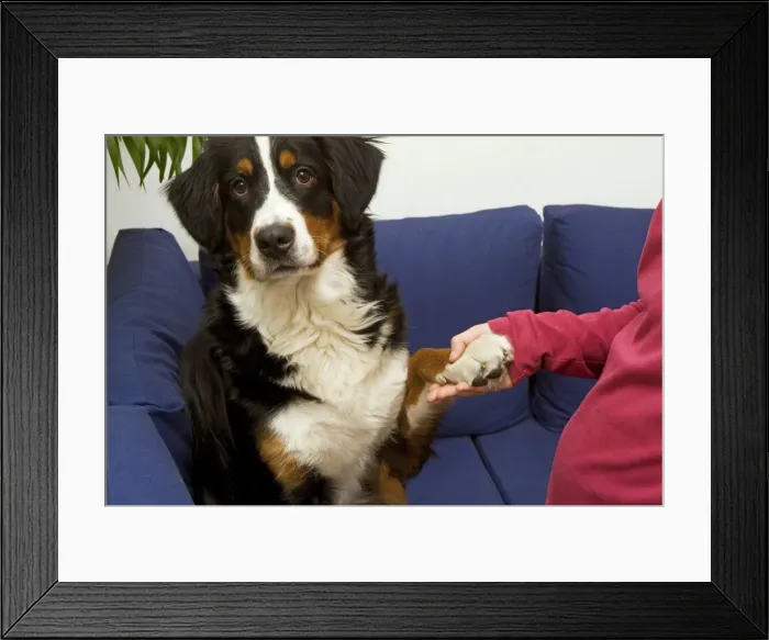 Framed Print : Picture No. 10771570 Framed Print : Picture No. 10771570