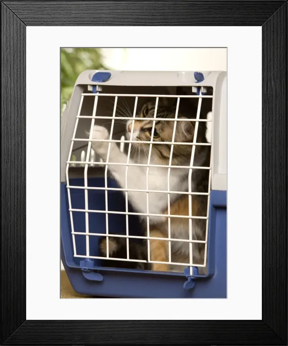 Framed Print : Picture No. 10771818 Framed Print : Picture No. 10771818