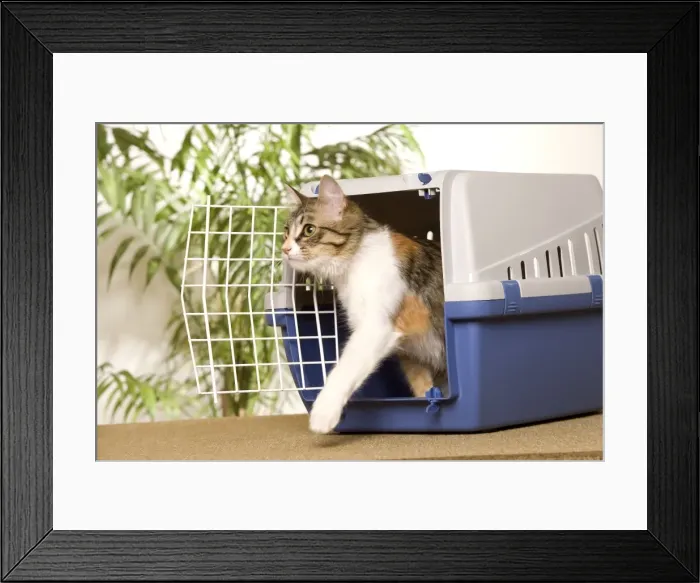 Framed Print : Picture No. 10771816 Framed Print : Picture No. 10771816