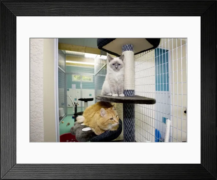 Framed Print : Picture No. 10772096 Framed Print : Picture No. 10772096