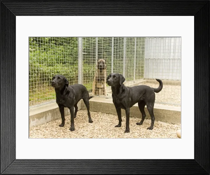 Framed Print : Picture No. 10772098 Framed Print : Picture No. 10772098