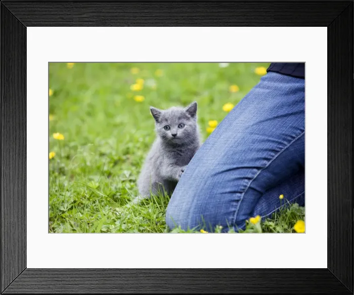 Framed Print : Picture No. 10772225