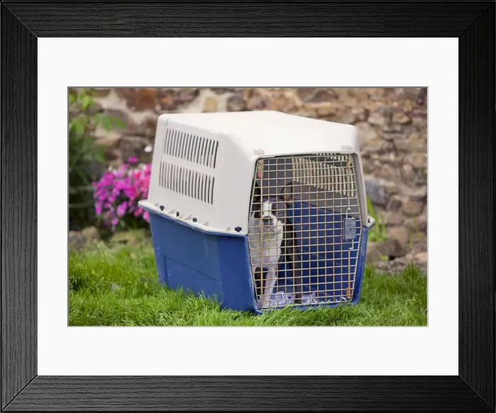 Framed Print : Picture No. 10772227 Framed Print : Picture No. 10772227