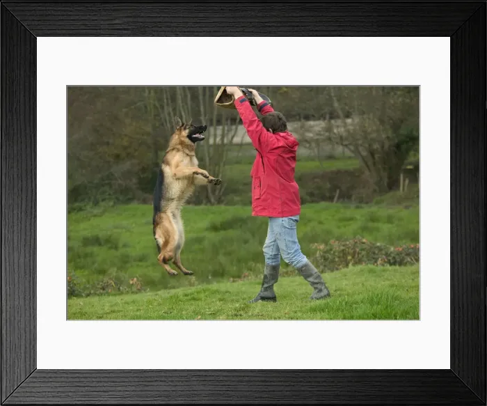 Framed Print : Picture No. 10772385