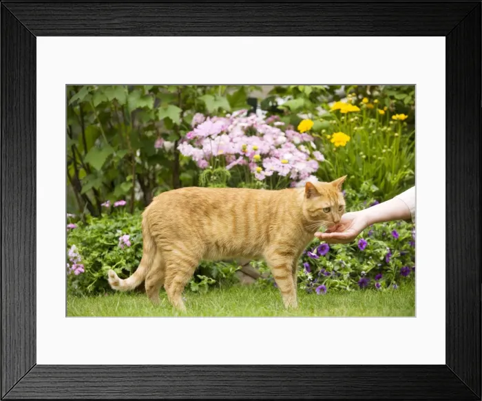 Framed Print : Picture No. 10772983 Framed Print : Picture No. 10772983