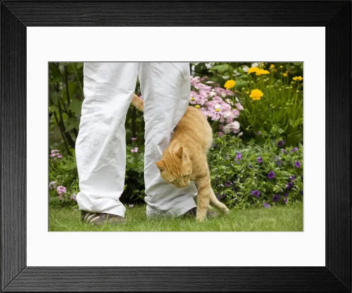 Framed Print : Picture No. 10773073 Framed Print : Picture No. 10773073
