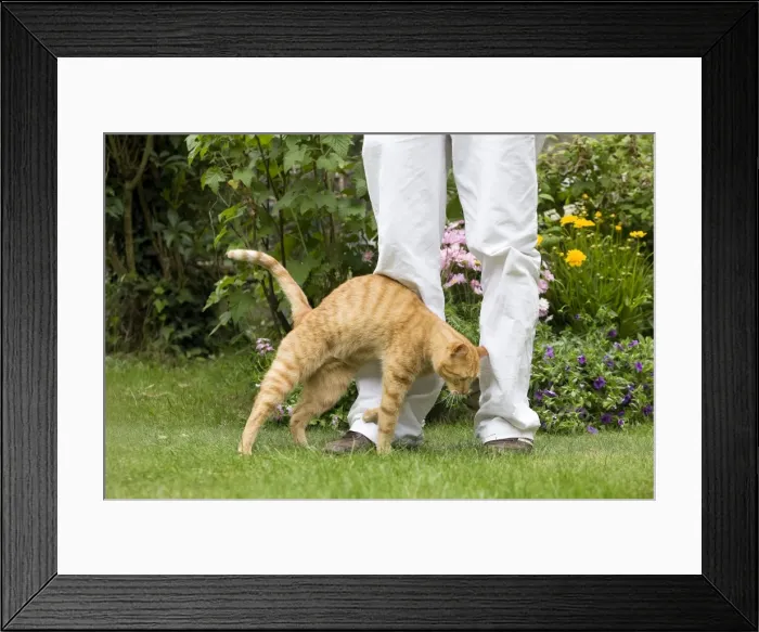 Framed Print : Picture No. 10773075 Framed Print : Picture No. 10773075