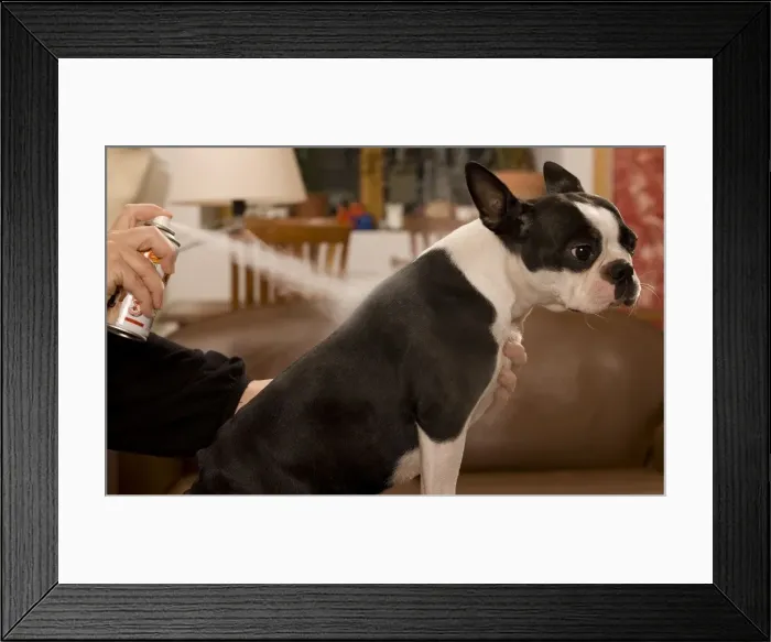 Framed Print : Picture No. 10773205 Framed Print : Picture No. 10773205
