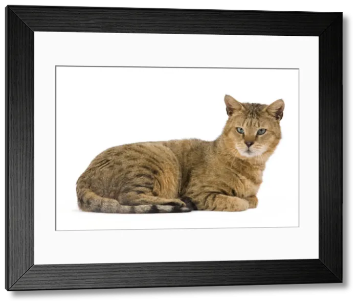 Framed Print : Picture No. 10773511 Framed Print : Picture No. 10773511