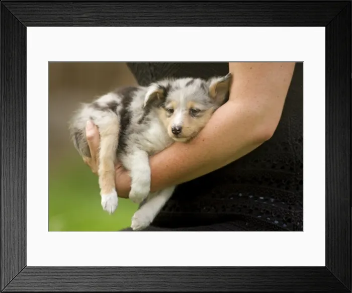Framed Print : Picture No. 10773293 Framed Print : Picture No. 10773293