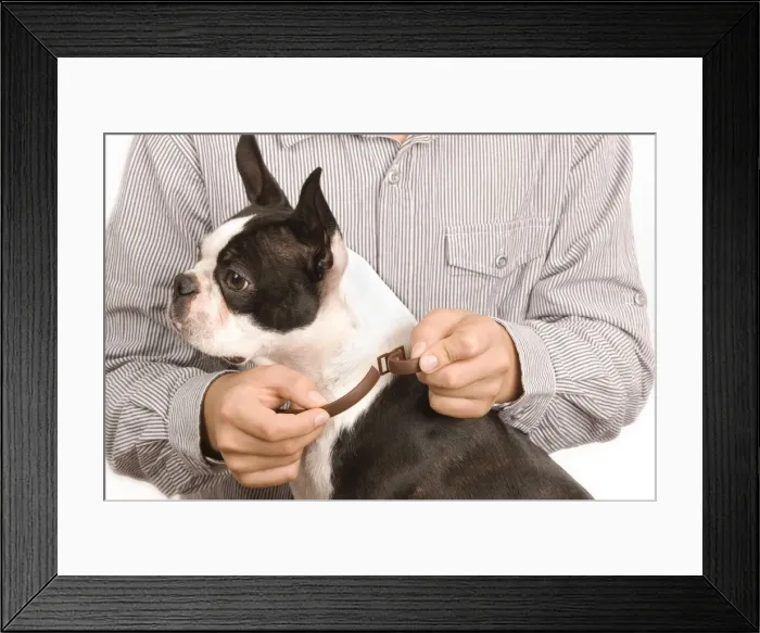 Framed Print : Picture No. 10773349 Framed Print : Picture No. 10773349