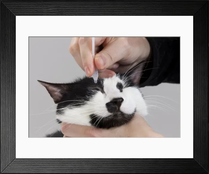 Framed Print : Picture No. 10773450 Framed Print : Picture No. 10773450