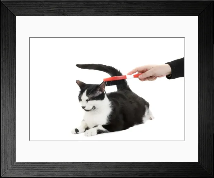 Framed Print : Picture No. 10773451 Framed Print : Picture No. 10773451