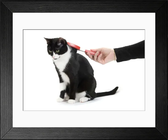 Framed Print : Picture No. 10773453 Framed Print : Picture No. 10773453