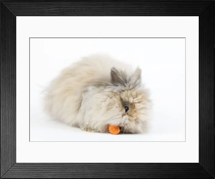 Framed Print : Picture No. 10773456 Framed Print : Picture No. 10773456