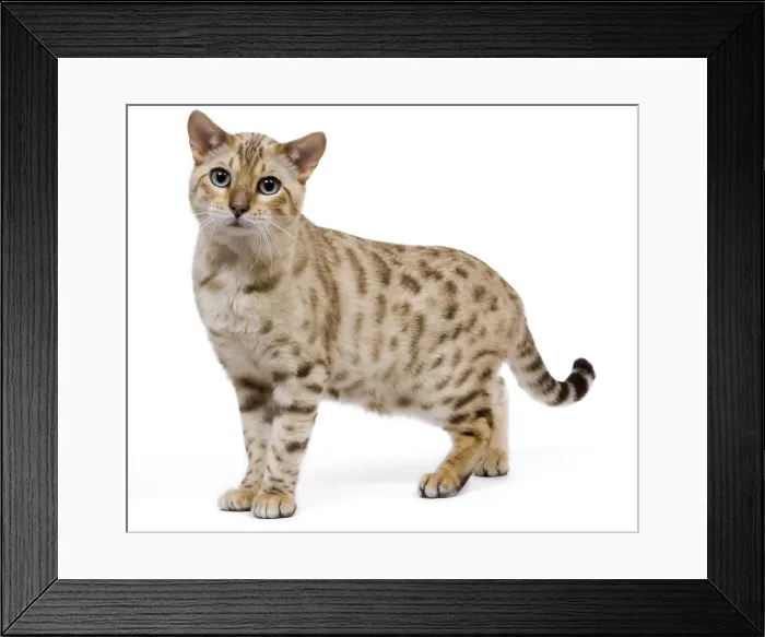 Framed Print : Picture No. 10773462 Framed Print : Picture No. 10773462