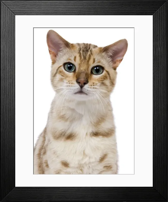 Framed Print : Picture No. 10773465 Framed Print : Picture No. 10773465