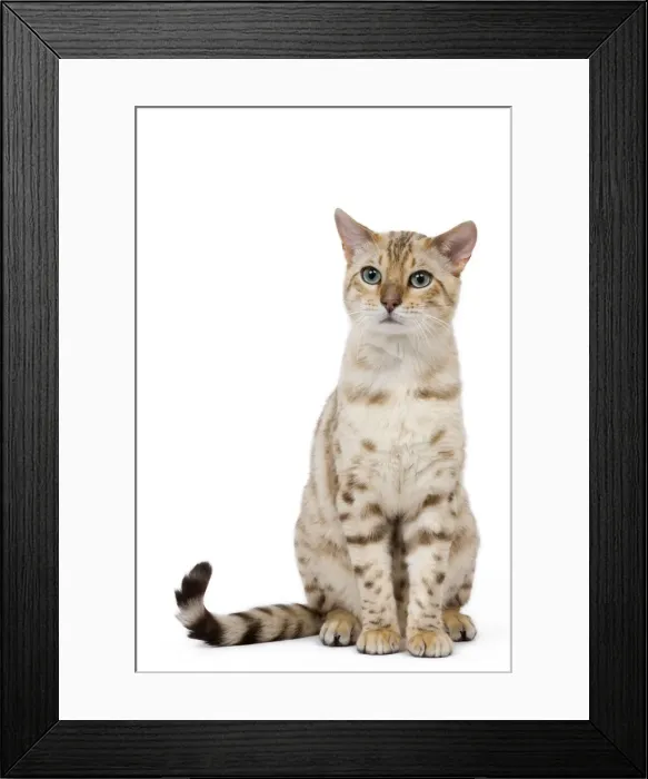 Framed Print : Picture No. 10773466 Framed Print : Picture No. 10773466
