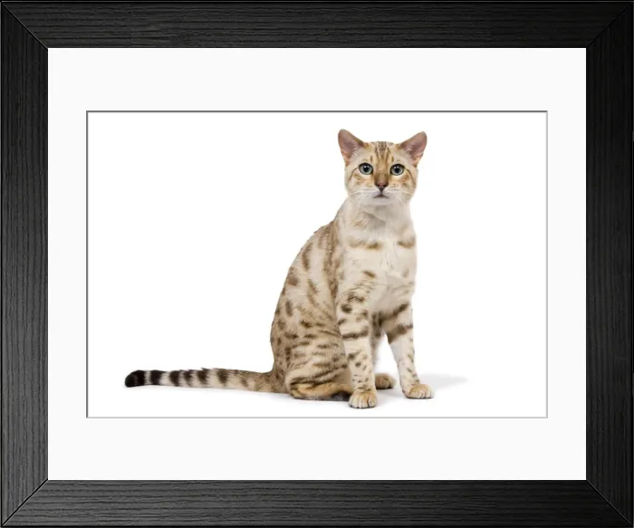 Framed Print : Picture No. 10773463 Framed Print : Picture No. 10773463