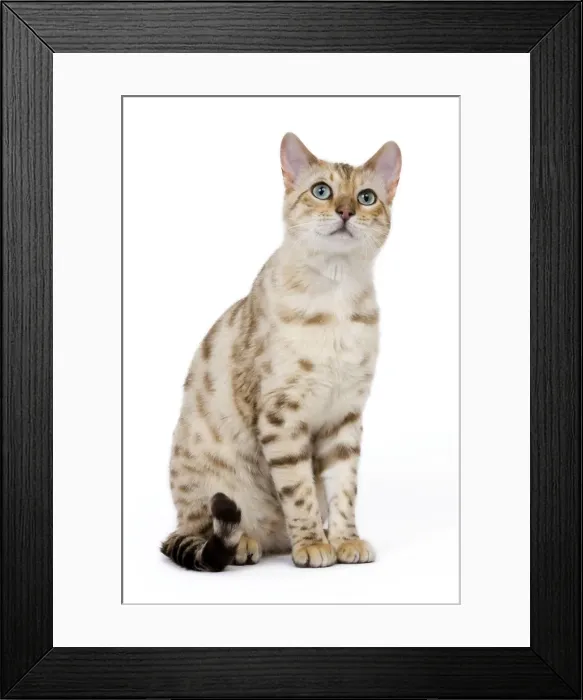 Framed Print : Picture No. 10773467 Framed Print : Picture No. 10773467