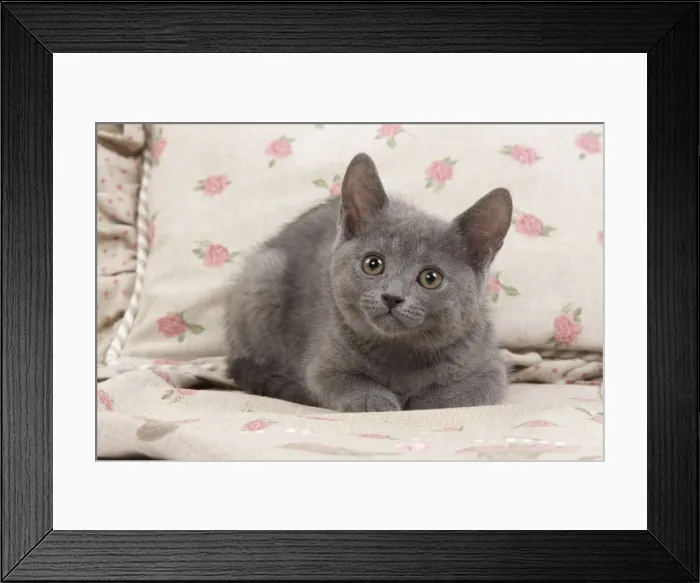Framed Print : Picture No. 10773459 Framed Print : Picture No. 10773459