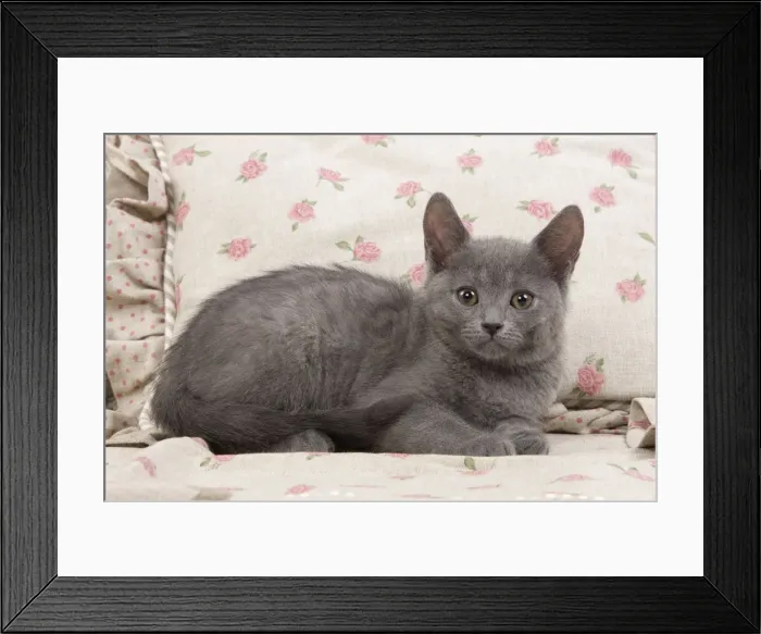 Framed Print : Picture No. 10773458 Framed Print : Picture No. 10773458