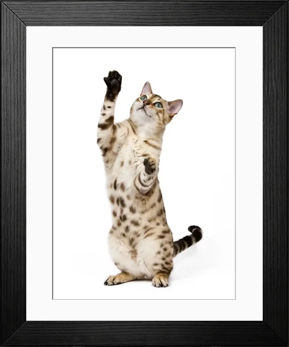 Framed Print : Picture No. 10773469 Framed Print : Picture No. 10773469