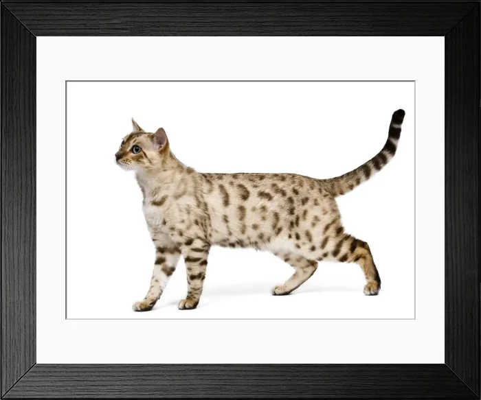 Framed Print : Picture No. 10773468 Framed Print : Picture No. 10773468