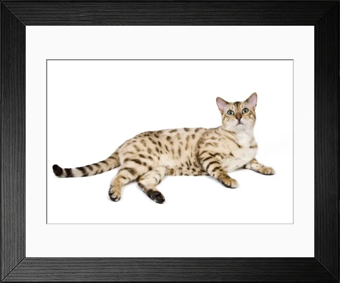 Framed Print : Picture No. 10773470 Framed Print : Picture No. 10773470