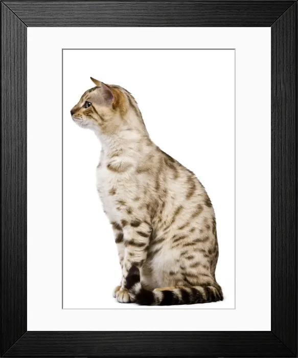 Framed Print : Picture No. 10773474 Framed Print : Picture No. 10773474