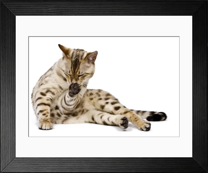 Framed Print : Picture No. 10773472 Framed Print : Picture No. 10773472