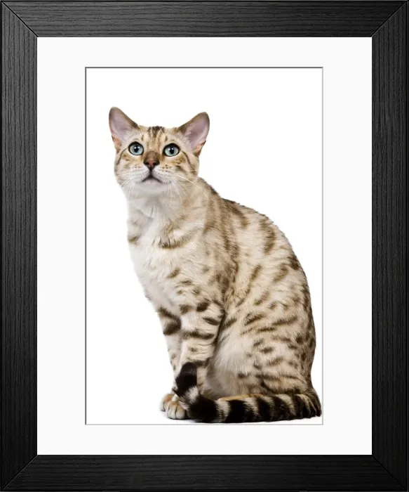 Framed Print : Picture No. 10773473 Framed Print : Picture No. 10773473
