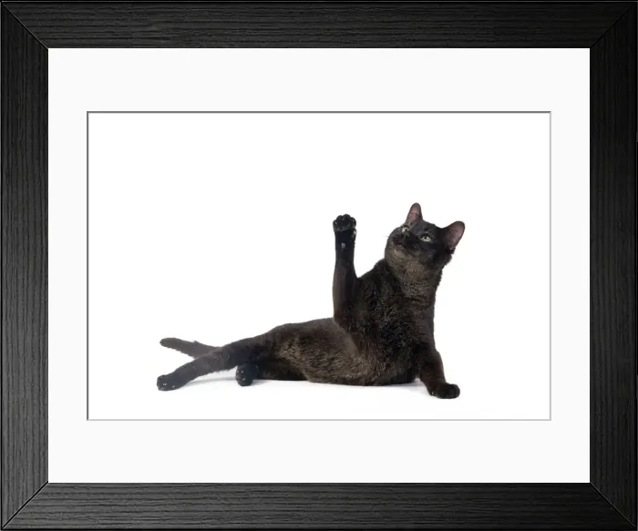 Framed Print : Picture No. 10773516 Framed Print : Picture No. 10773516
