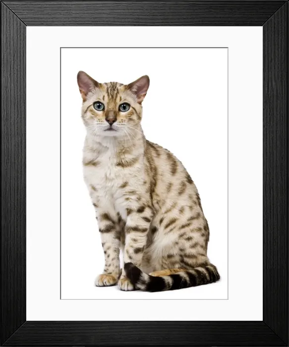 Framed Print : Picture No. 10773476 Framed Print : Picture No. 10773476