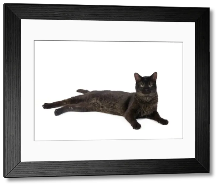 Framed Print : Picture No. 10773517 Framed Print : Picture No. 10773517