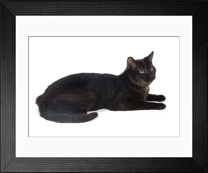 Framed Print : Picture No. 10773518 Framed Print : Picture No. 10773518