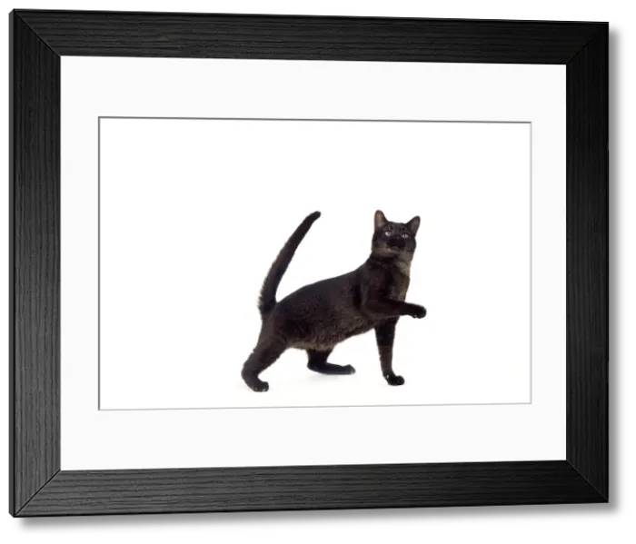Framed Print : Picture No. 10773521 Framed Print : Picture No. 10773521