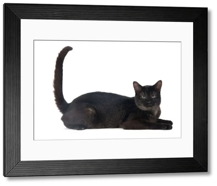 Framed Print : Picture No. 10773515 Framed Print : Picture No. 10773515