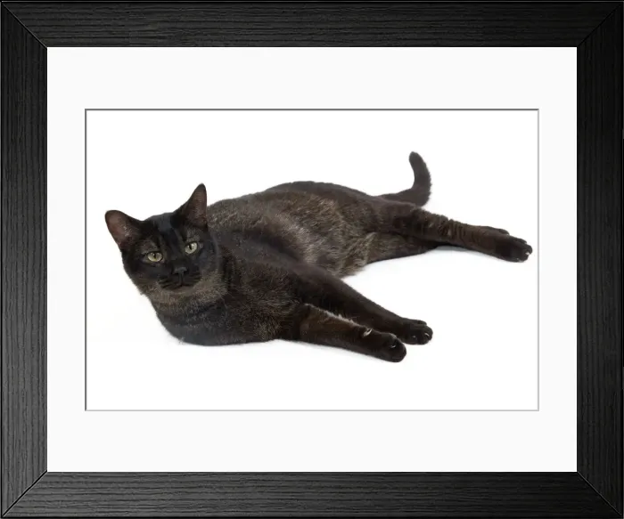 Framed Print : Picture No. 10773524 Framed Print : Picture No. 10773524
