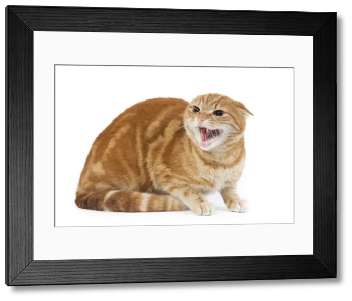Framed Print : Picture No. 10773513 Framed Print : Picture No. 10773513