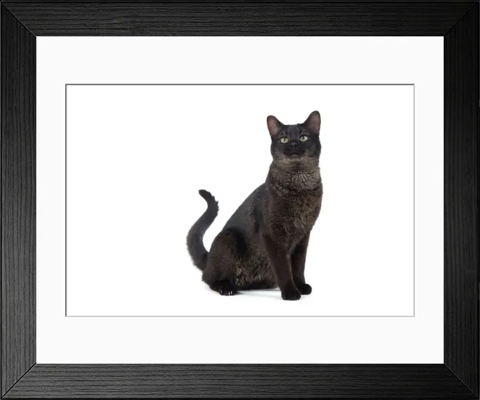 Framed Print : Picture No. 10773522 Framed Print : Picture No. 10773522