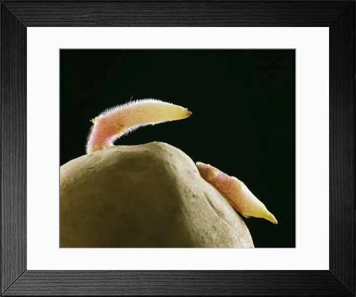 Framed Print : Picture No. 10773519 Framed Print : Picture No. 10773519
